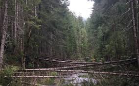 Firewood can only be collected for personal use. Free Firewood Kxl
