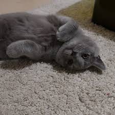 Please Shake My Hand Britishblue Britishshortheir Littlecat Babycat Meow Catsofinstagram Hayvan Bebekler Kedileri Seviyorum Sevimli Hayvan Yavrulari