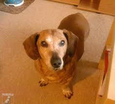 Image result for alpský brakýř jezevčíkovitý