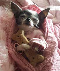 A Descansar Que Manana Empieza La Semana Perros Chiguagua Perros Bonitos Perros Chihuahua