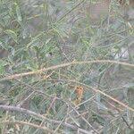 Image result for Maerua juncea