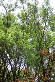 Image result for Tinnea galpinii