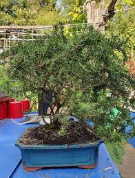 Image result for rosemary bonsai