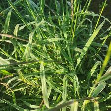Image result for Digitaria velutina