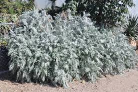 Image result for Centaurea praecox