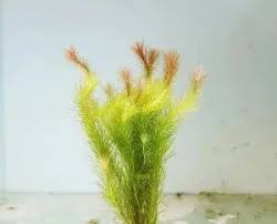 Image result for Mayaca