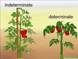 Scirpus lacustris (compound cyme) e. Food For Thought The Early Girl Saga Learn About Early Girl Tomatoes Kitchen Detail