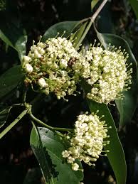 Image result for Psydrax fragrantissima