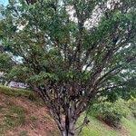 Image result for Ficus polita