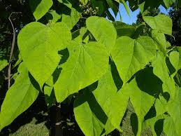 Some of them have been used entheogenically for millennia. Northern Catalpa Catalpa Speciosa