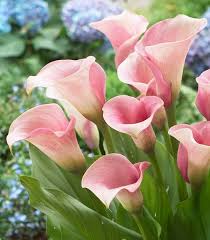 From *kallë, derivative of kall. Zantedeschia Kalla Captain Rosette 1 Szt Cebule I Klacza Wiosenne Kalla Zantedeschia Fiori Esotici Fiori Frangipani Fiori Colorati