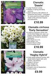 I have been growing it for several years, at two different homes. Pimbo Garden Centre Climbers List