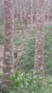 Morry_n.g | kasih tumbang pokok getah berhampiran kawasan perumahan. Kebun Getah Pokok Muda Property For Sale On Carousell