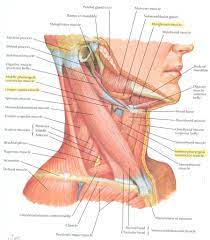 The skeletal system also provides attachment points for muscles to allow movements at the joints. Pin On Anatomy Ref