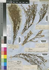 Image result for Litogyne gariepina