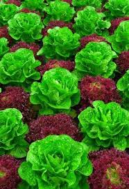 Alface Verde E Vermelho Growing Vegetables Edible Garden Plants