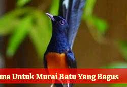 Nama burung murai yang bagus dan hoki. 77 Nama Burung Murai Yang Bagus Lengkap Sama Arti Biar Cepat Gacor Dan Juara Tabir Dakwah