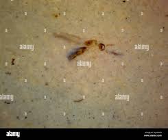 Image result for Pterygota mildbraedii