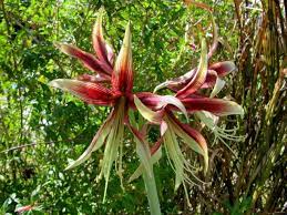 Hippies Are Waking Up Plant Pictures Flower Border Amaryllis