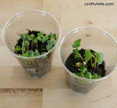 Fast growing flowers for classroom. Fast Growing Seeds For Kids Craftulate