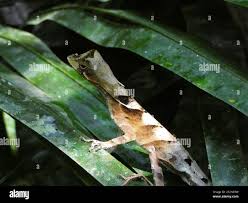 Image result for Anolis scypheus