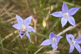 1248267 sightings of 6061 species in 1015 locations from 4219 members. Banyule Northern Grassland Reserve Banyule Council