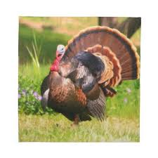 Big Birds That Look Like Turkeys Turkey Bird Cloth Napkin Animals Wild Forest Animals Turkey Bird