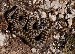 Directia de sanatate publica a judetului buzau. Directia De Sanatate Publica Cluj Www Actualdecluj Ro