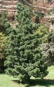 Image result for Podocarpus latifolius