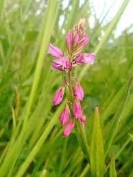 Image result for Polygala macrostigma