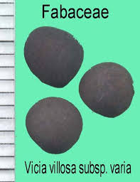 Image result for Aeschynomene glauca