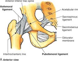 Anterior Aspect Of The Hip Including Capsule And Ligaments Human Body Unit Anatomy Gross Anatomy