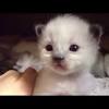 There was a white cat once, more intelligent than other cats, and this cat was asked by a god to guard a ring of his while the god went about his business. Https Encrypted Tbn0 Gstatic Com Images Q Tbn And9gcsnm3aswlpwsucdm3vf3g2815lpkogpynsi0eeugxofc2isosnl Usqp Cau
