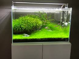 Ada 60p Iwagumi R Plantedtank
