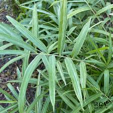 Image result for Pleioblastus fortunei