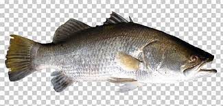 Fish Png Fish Fish Graphic Fish Psd Texture