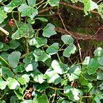 Image result for Rhoicissus tomentosa
