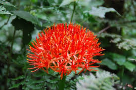 Image result for Viola eminii