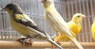 Î‘Ï€Î¿Ï„Î­Î»ÎµÏƒÎ¼Î± ÎµÎ¹ÎºÏŒÎ½Î±Ï‚ Î³Î¹Î± ÎºÎ±Î½Î±ÏÎ¯Î½Î¹Î±