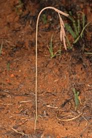 Image result for Dipcadi marlothii