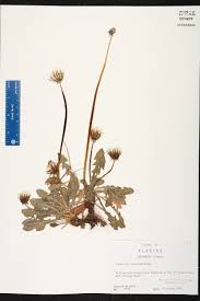 Image result for Taraxacum sp.