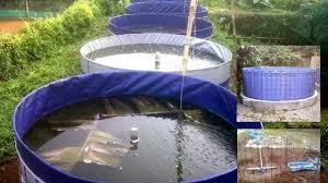 10 Cara Budidaya Ikan Dengan Sistem Bioflok Untuk Pemula Arenahewan Com