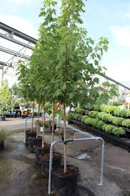 Check spelling or type a new query. Maple Autumn Blaze 15 Gallon Pot Wilson S Garden Center