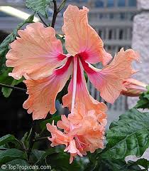 Image result for Hibiscus torrei