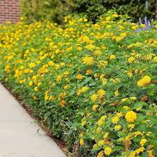Image result for Lantana camara