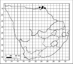 Image result for Rourea orientalis