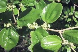 Image result for Ziziphus mauritiana