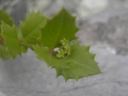 Image result for Crossopetalum