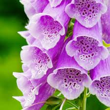 Image result for Digitalis purpurea