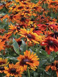Image result for Rudbeckia hirta